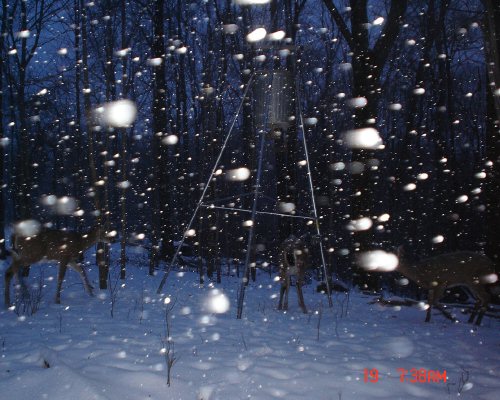 Deer in the snow